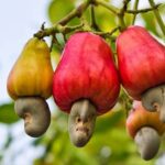 cashew-nut-growing
