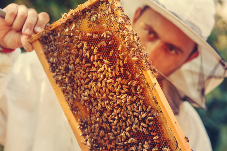 Beekeeper collecting honey selective focus on a honeycomb and be