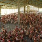 5262017110736_poultryfarmers