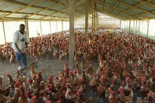 5262017110736_poultryfarmers