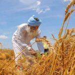 Agriculture-Ministry-told-Wheat-production-is-estimated-to-reach-a