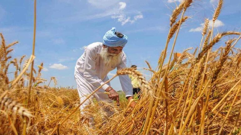Agriculture-Ministry-told-Wheat-production-is-estimated-to-reach-a
