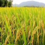 Rice-pic