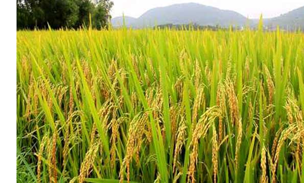 Rice-pic