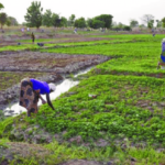 Women-farmers-on-the-Golinga-Irrigation-Scheme-Northern-Ghana-Photo-Eileen-Bogweh-629x424