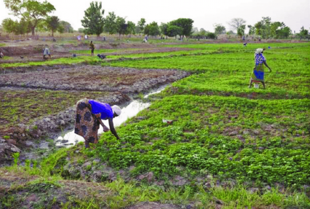 Women-farmers-on-the-Golinga-Irrigation-Scheme-Northern-Ghana-Photo-Eileen-Bogweh-629x424