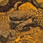 california-man-arrested-for-allegedly-smuggling-1700-reptiles-into-us-753x424