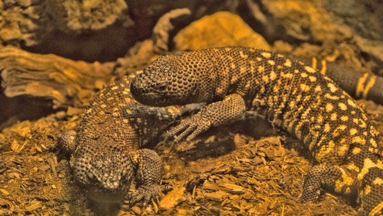 california-man-arrested-for-allegedly-smuggling-1700-reptiles-into-us-753x424