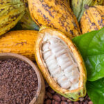 cocoa-success-story