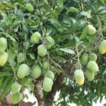 dwarf-mango-tree-1