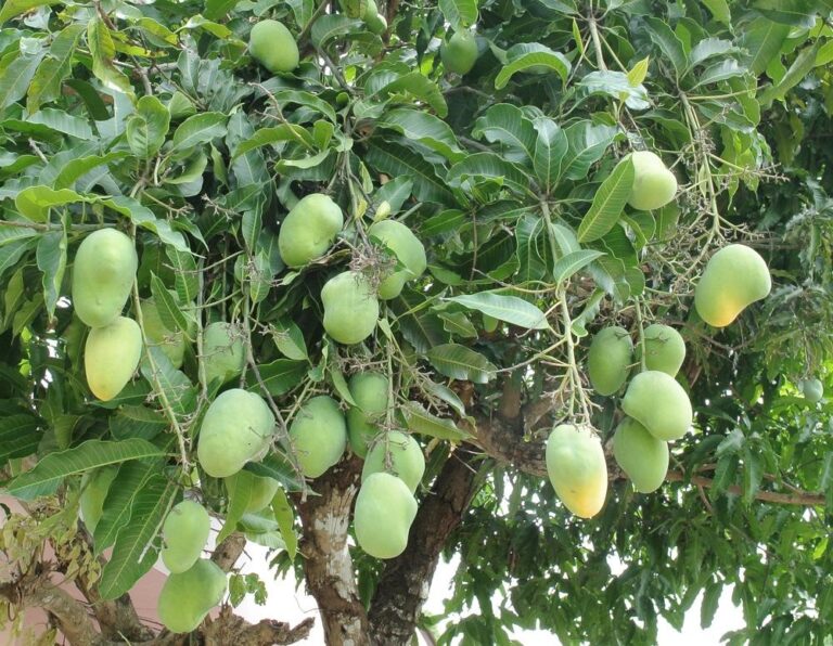 dwarf-mango-tree-1