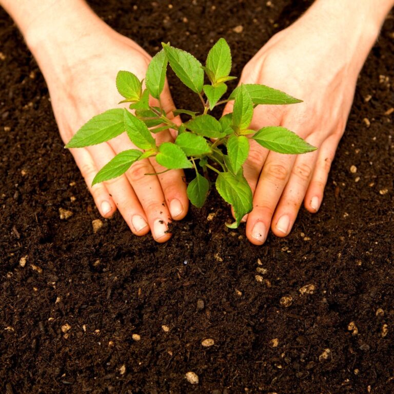 soil