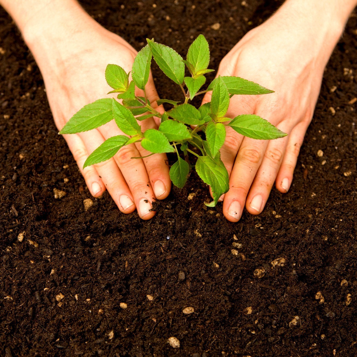 soil