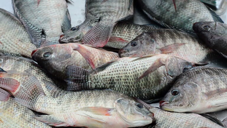 tilapia-21