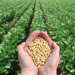 78669e53-ccb6-46dd-8812-d11db6b4d77a_soya-bean-field_1200x675