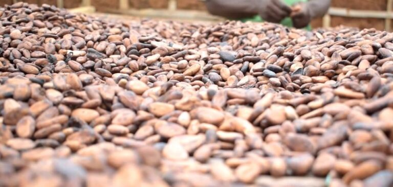 Cocoa-farmers-LSS