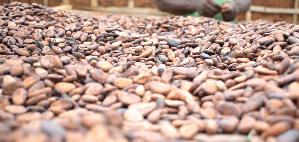 Cocoa-farmers-LSS