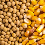 Soyabeans-1-1