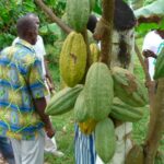 cocoa-GermainYao-e1416228552748