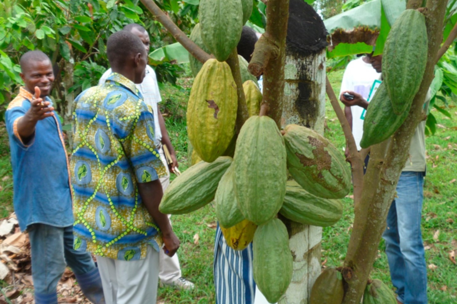 cocoa-GermainYao-e1416228552748