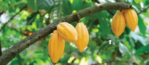 cocoa