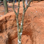 cocoa_ghana_news