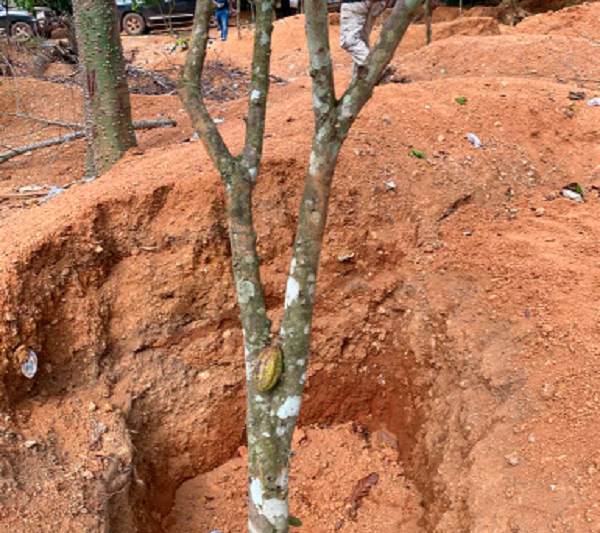 cocoa_ghana_news