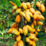 Cocoa-5