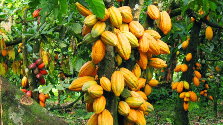 Cocoa-5