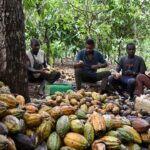 Cocoa-farmers-scaled-e1621160543736