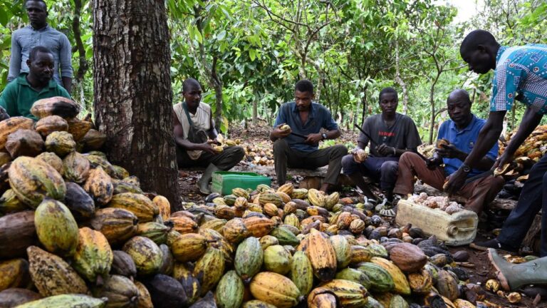 Cocoa-farmers-scaled-e1621160543736