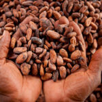 Cocoa-from-Ghana