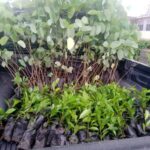 Social-Tree-Planting-1024x769