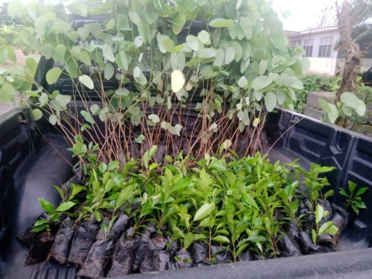 Social-Tree-Planting-1024x769