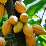 cocoa-plant-696x696