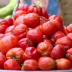 A-PAN-OF-TOMATOES-1024x576