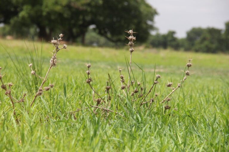 FAO-guidelines-1-1024x683