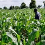 Nigerias-agriculture-sector