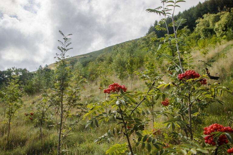 Woodland-Creation-Derek-Morgan-Llangurig-Llanidloes