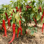 ksi-Science-Trip-Pepper-Pic-2-scaled