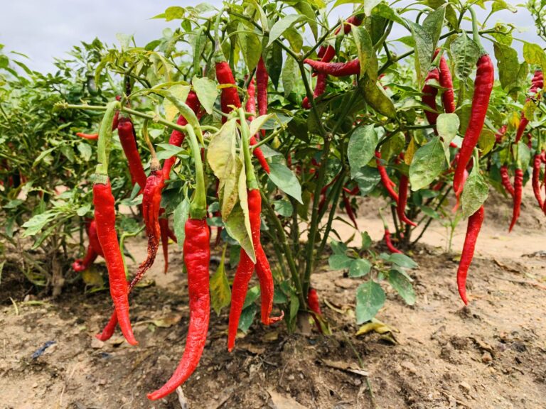 ksi-Science-Trip-Pepper-Pic-2-scaled